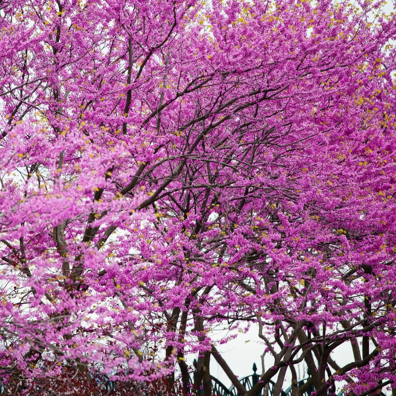 Eastern Redbud