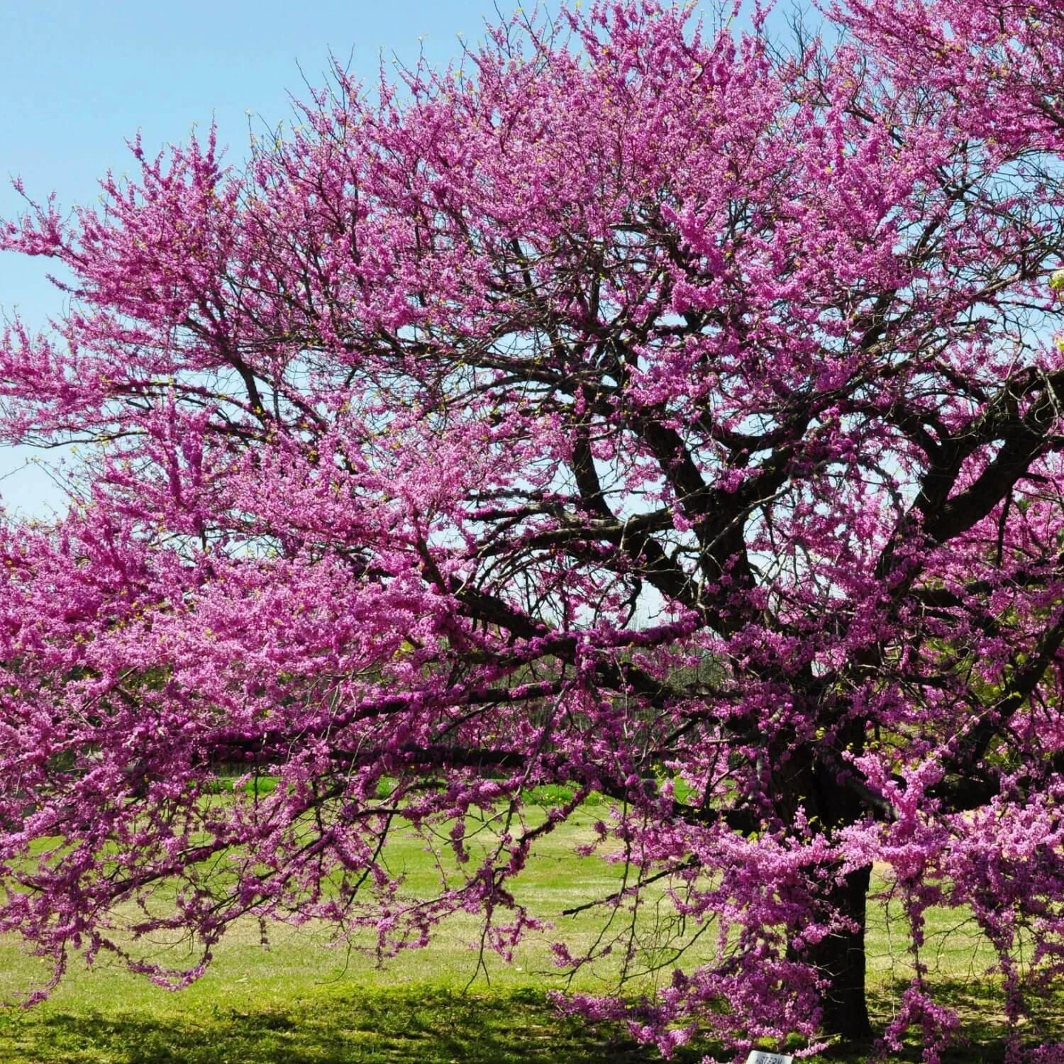 Eastern Redbud