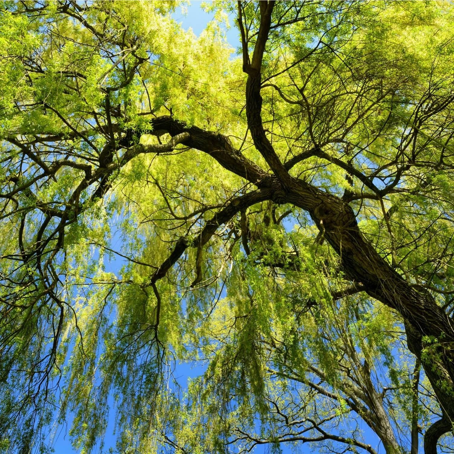 Weeping Willow