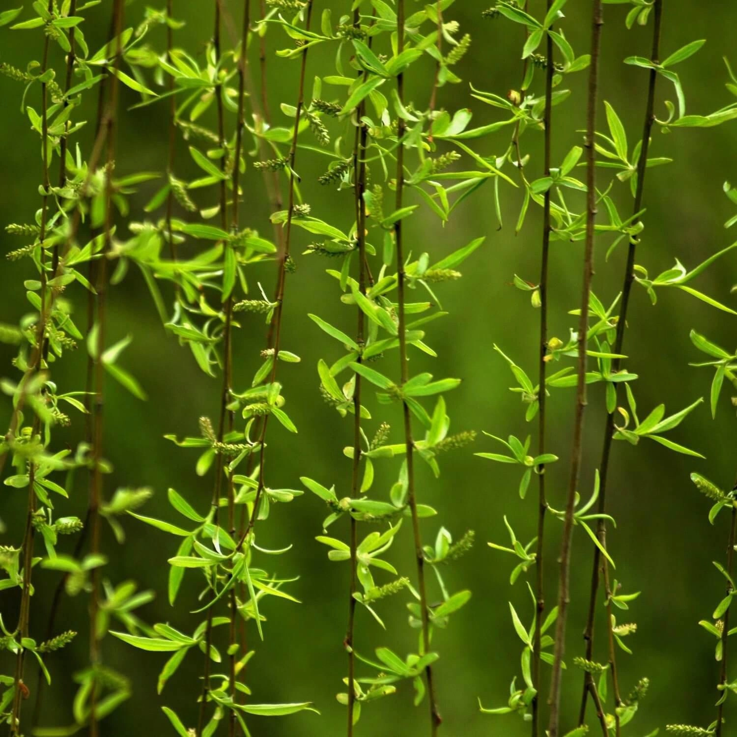 Weeping Willow