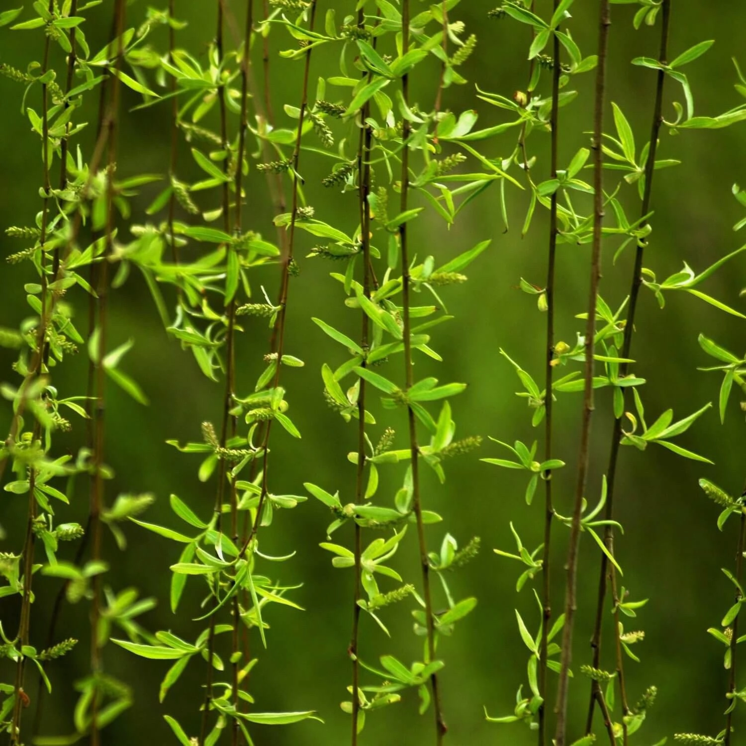 Weeping Willow
