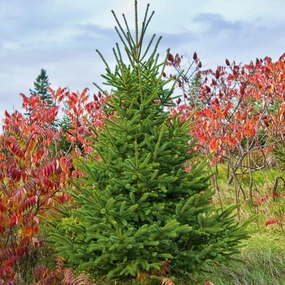White Spruce