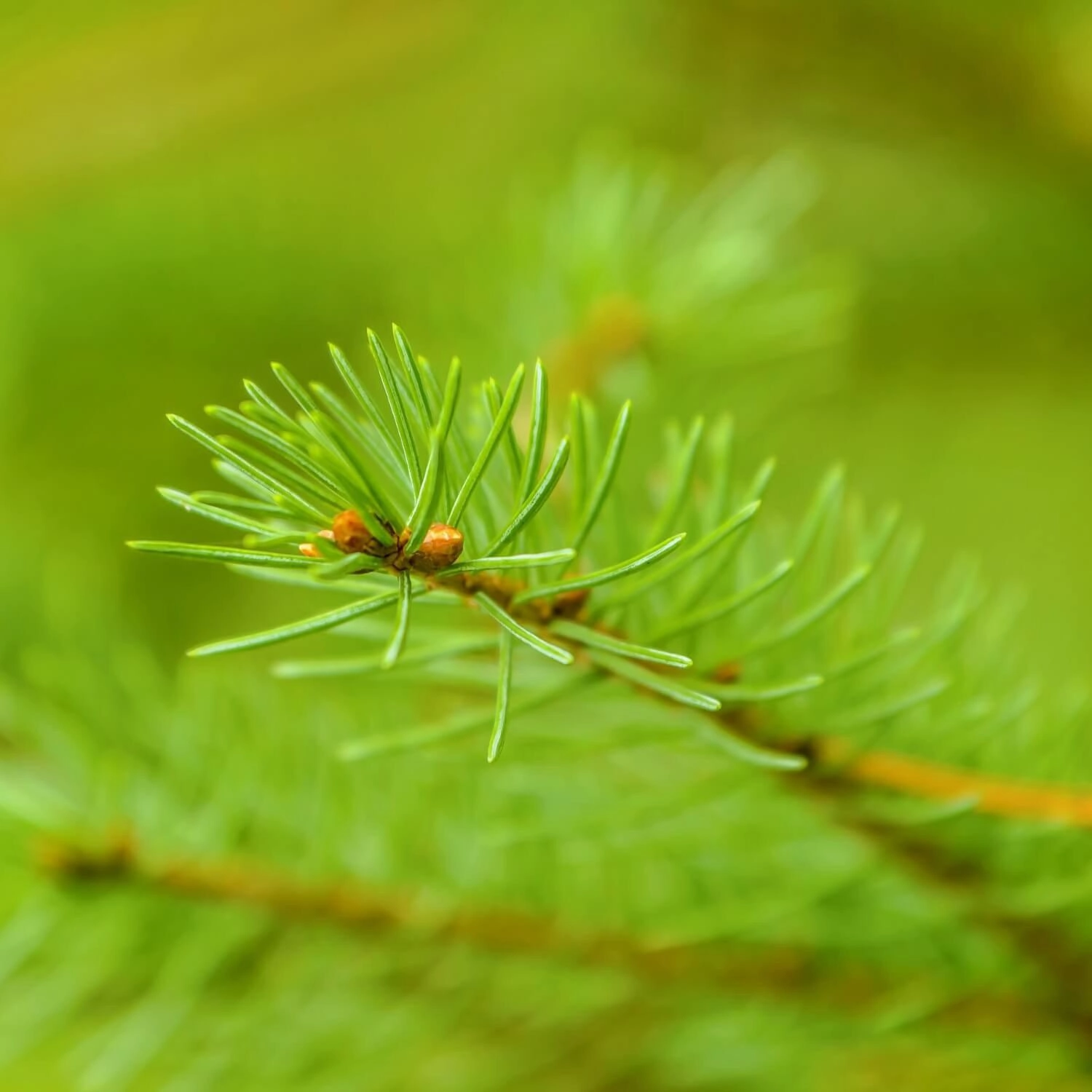 White Spruce